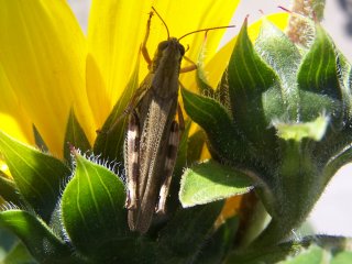 (grasshopper)