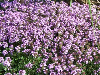 (red creeping thyme)