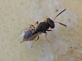 (ant)