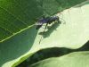 Filename=wasp15.jpg
Filesize=149KB
Dimensions=1024x768
Date added=Sep 13, 2007 wasp15.jpg