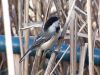 Filename=chickadee35.jpg
Filesize=140KB
Dimensions=1024x768
Date added=Sep 13, 2007 chickadee35.jpg