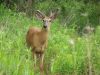 Filename=deer119.jpg
Filesize=137KB
Dimensions=800x600
Date added=Sep 13, 2007 deer119.jpg