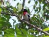 Filename=rbgrosbeak26.jpg
Filesize=91KB
Dimensions=800x600
Date added=Sep 14, 2007 rbgrosbeak26.jpg