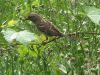 Filename=sparrow46d.jpg
Filesize=191KB
Dimensions=1024x768
Date added=Sep 15, 2007 sparrow46d.jpg