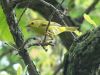 Filename=ywarbler87.jpg
Filesize=136KB
Dimensions=1024x768
Date added=Sep 13, 2007 ywarbler87.jpg