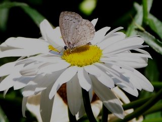 (Summer Azure butterfly)