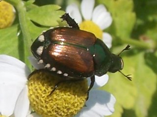 (beetle)