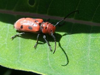 (milkweed beetle)