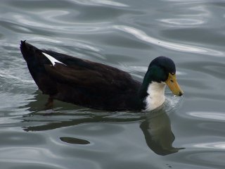 (hybrid duck)