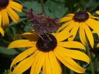 (Comma butterfly on Rudbeckia)