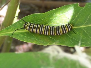 (Monarch Caterpillar)