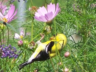 (goldfinch on cosmos)