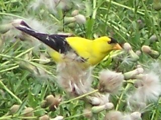(Goldfinch)