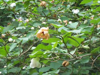 (magnolia tree)