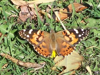 (Painted Lady)