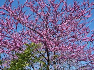 (eastern redbud tree)
