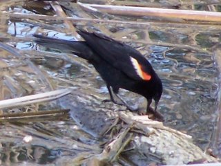 (red winged blackbird)