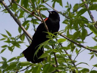 (Male red winged blackbird)