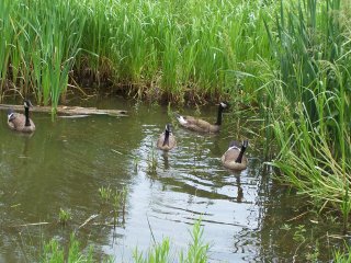 (Canada Geese in pond)