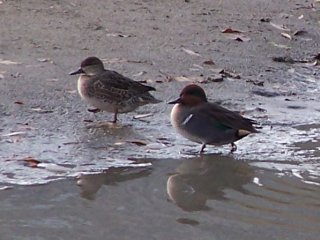 (Green winged teals)
