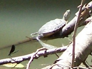 (Turtle)