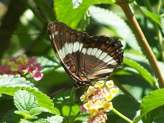 white admiral butterfly