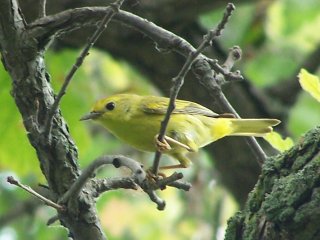 (yellow warbler)
